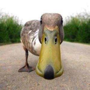 close up duck face.jpg